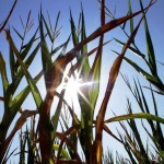 midwest-corn-drought-1024×682