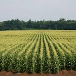 corn1